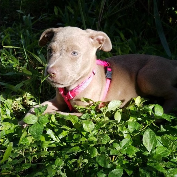 Meet your Posher, Atisa - Picture 1 of 1